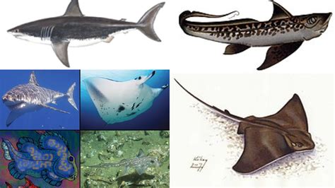 chondrichthyes fun facts|Chondrichthyes – Characteristics, Classification & Examples.